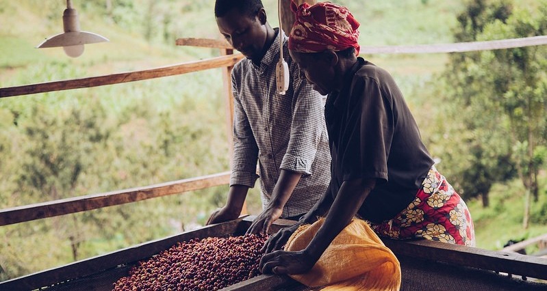 Café en grain Bonkawa du Rwanda - Greengo - Torréfaction artisanale